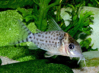 Corydoras ambiacus