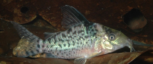 Corydoras agassizii