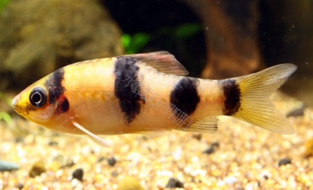 Барбус панда (Puntius fasciatus, barbus fasciatus)