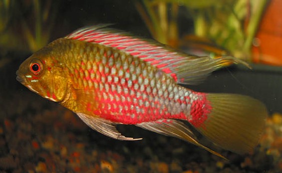 Апистограмма Хонгслой (Apistogramma hongsloi)