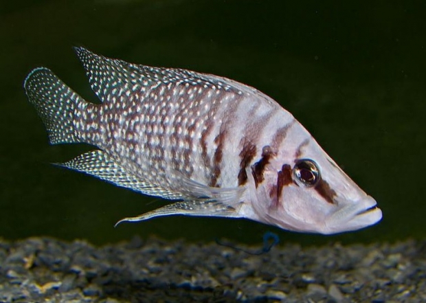 Альтолампрологус кальвус уайт (Altolamprologus calvus white)