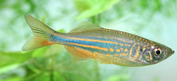 Danio aequipinnatus