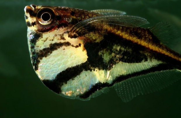 Карнегиелла мраморная (Carnegiella strigata)