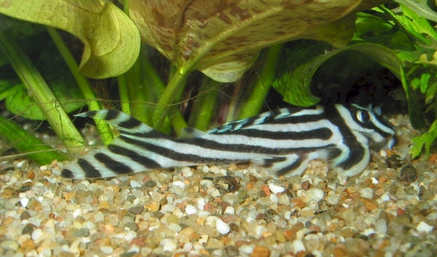 Hypancistrus zebra