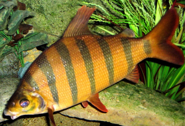 Distichodus sexfasciatus