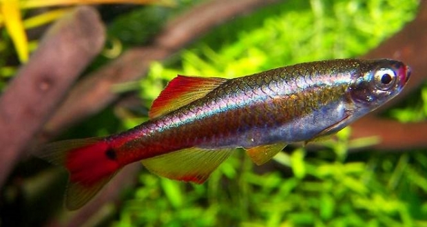 Tanichthys albonubes