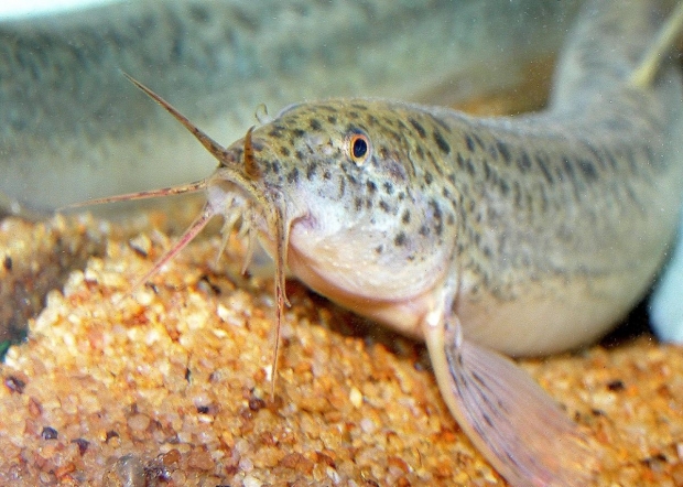 Misgurnus anguillicaudatus