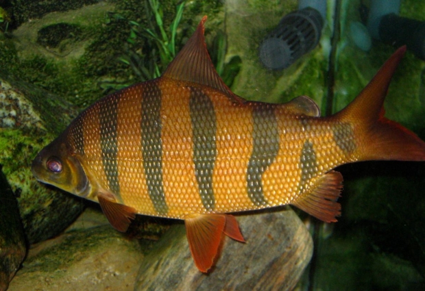 Distichodus sexfasciatus