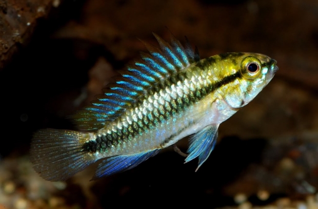 Апистограмма Трифасциата (Apistogramma trifasciata)