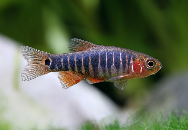 Danio erythromicron