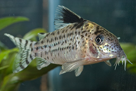 Corydoras ambiacus