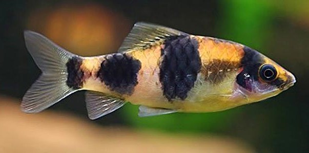 Барбус панда (Puntius fasciatus, barbus fasciatus)