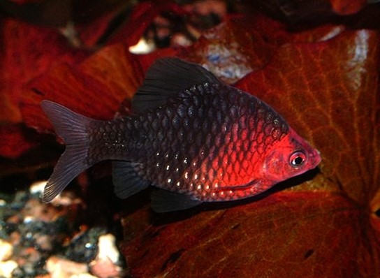 Барбус черный (Barbus nigrofasciatus)