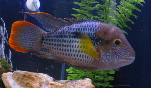 Акара бирюзовая (Aequidens rivulatus, Chromis rivulata)