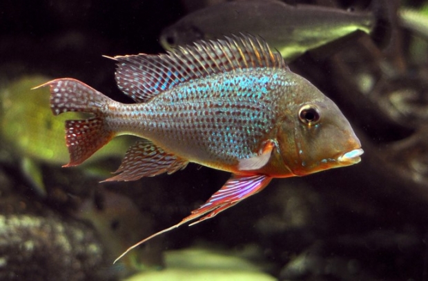 Geophagus altifrons