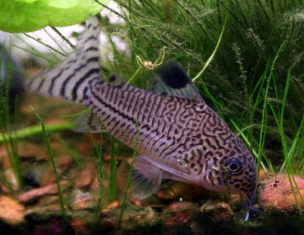 Corydoras trilineatus Julii