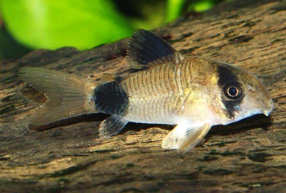 Corydoras panda