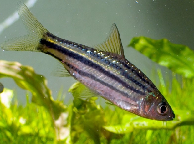 Барбус четырехлинейный (Puntius lineatus, barbus lineatus)