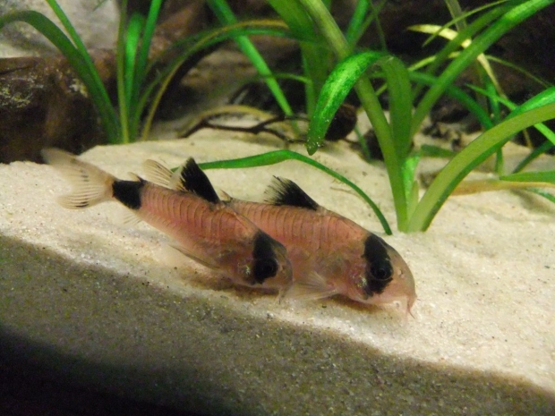 Corydoras panda