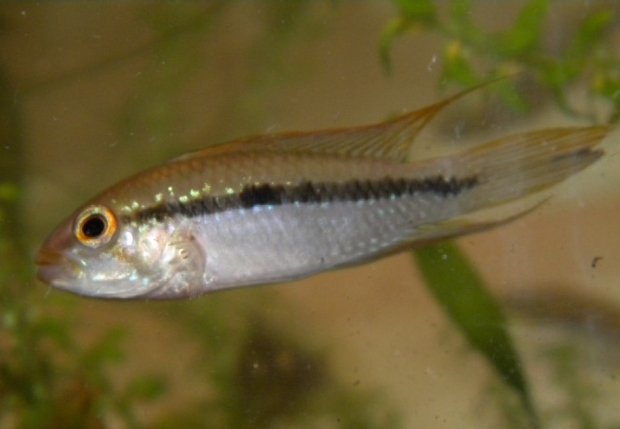 Апистограмма Гиббицепс, лирохвостая (Apistogramma gibbiceps)