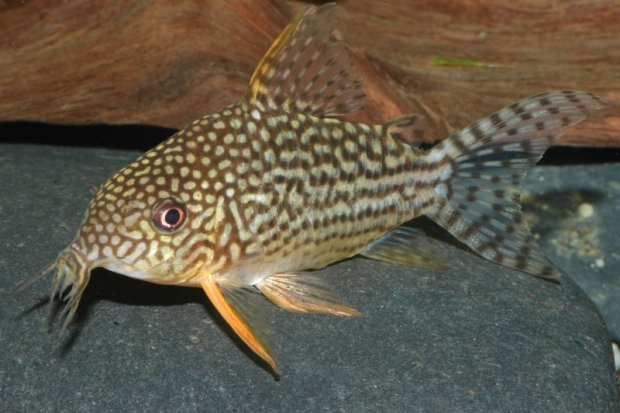 Corydoras sterbai