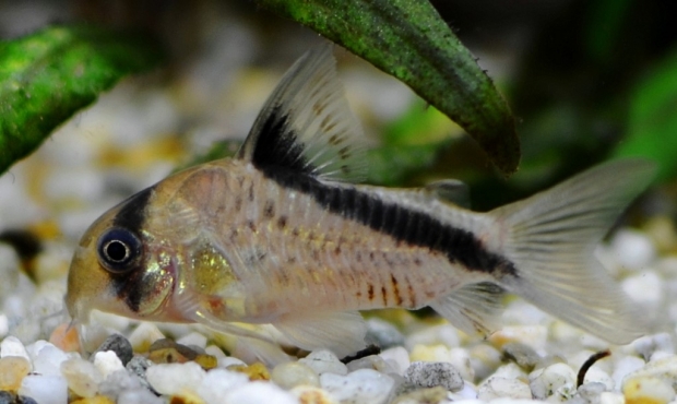 Corydoras Melini