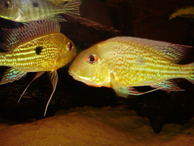 Geophagus surinamensis