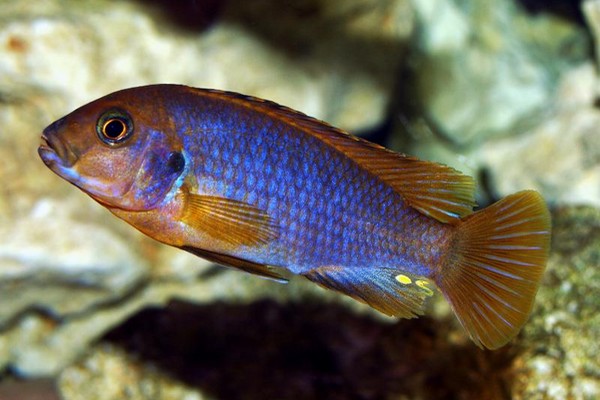 Jodotropheus sprengerae