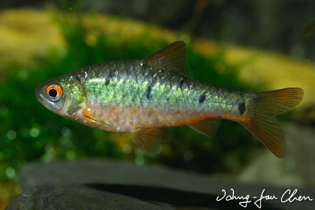 Барбус зеленый (Barbus semifasciolatus, Puntius semifasciolatus)