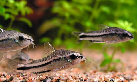 Corydoras pygmaeus