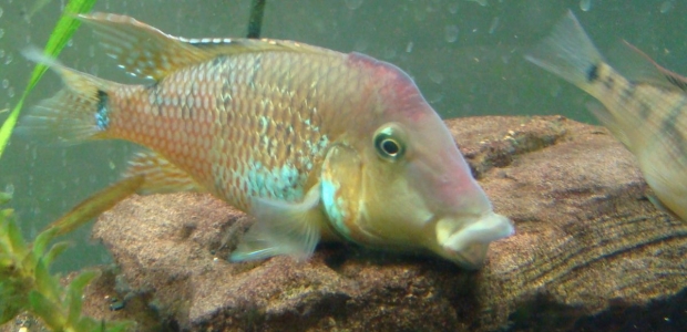 Geophagus steindachneri