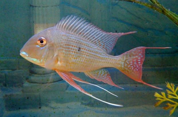 Geophagus altifrons