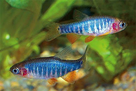 Danio erythromicron