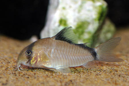 Corydoras metae