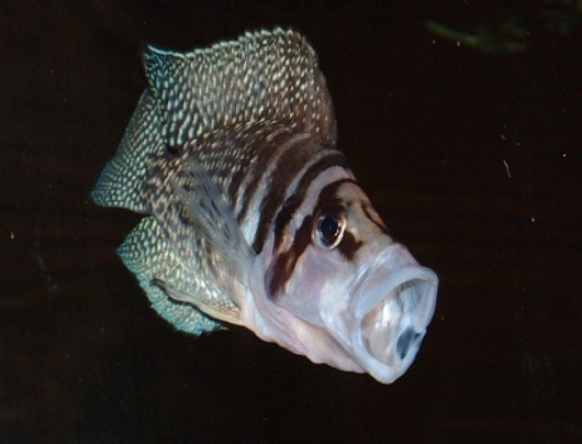 Альтолампрологус кальвус уайт (Altolamprologus calvus white)