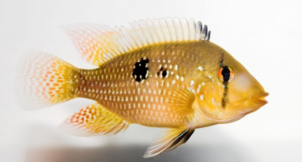 Geophagus brasiliensis