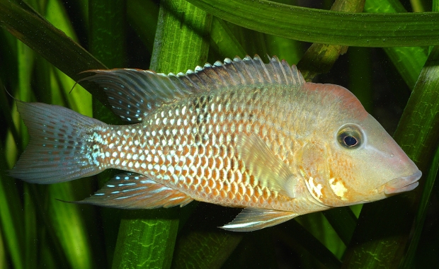 Geophagus steindachneri