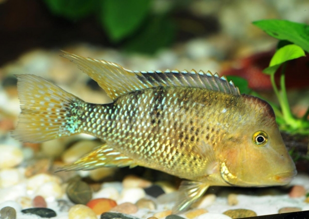 Geophagus steindachneri