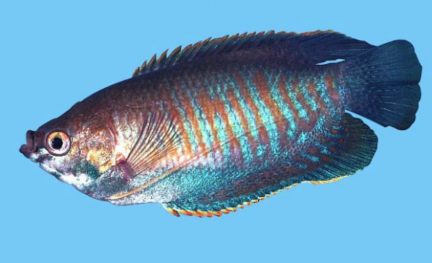 Colisa fasciatus