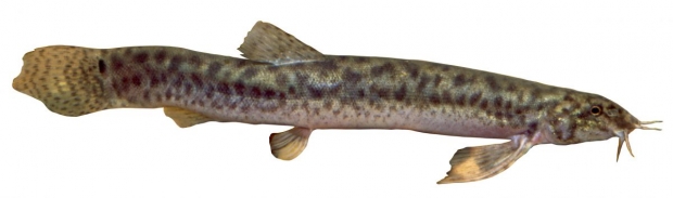 Misgurnus anguillicaudatus