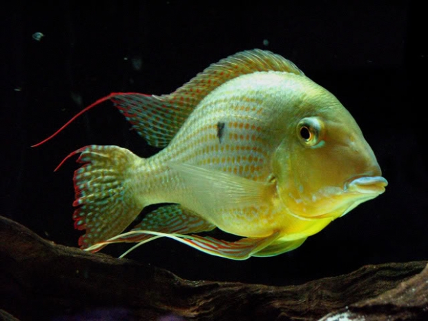 Geophagus surinamensis