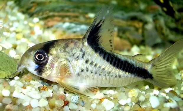 Corydoras Melini