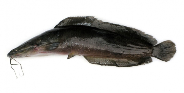 Clarias batrachus