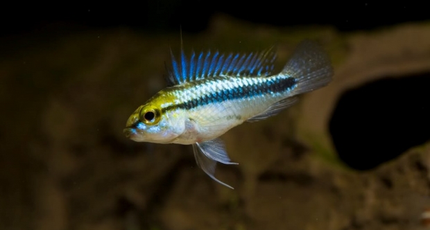 Апистограмма Трифасциата (Apistogramma trifasciata)