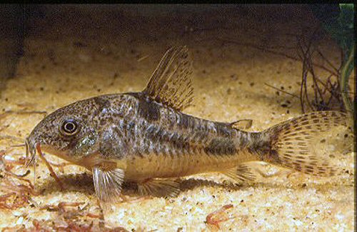 Corydoras paleatus