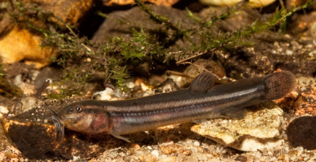 Вьюн обыкновенный (Misgurnus fossilis)