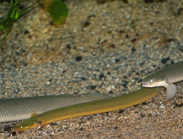 Erpetoichthys calabaricus