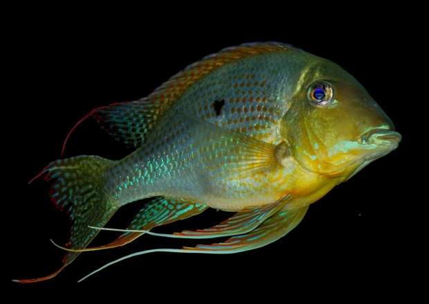 Geophagus altifrons