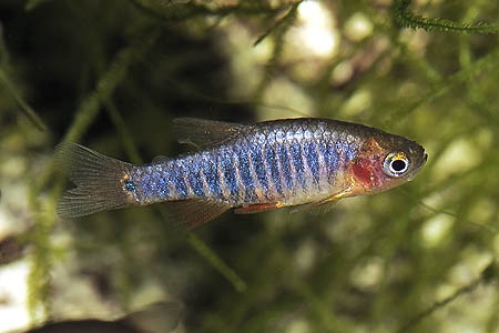 Danio erythromicron