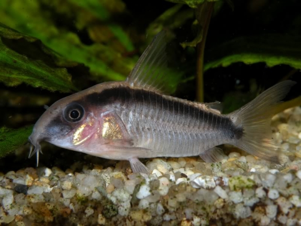 Corydoras arcuatus